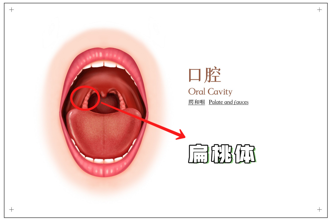扁桃体图